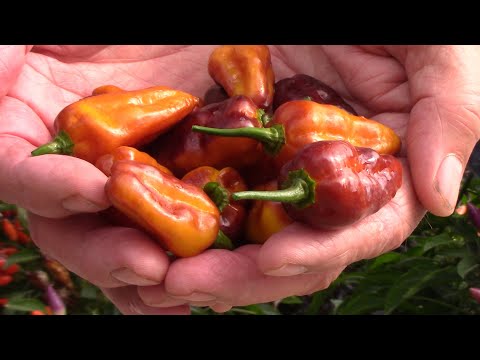 Explosive Ember Pepper Growing From Seedling Through The Summer
