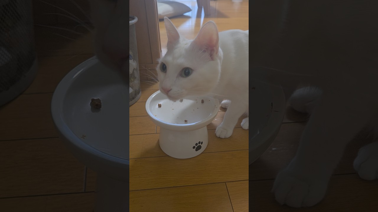 今のシロ。　 #猫 #猫のいる暮らし #保護猫