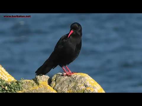 CHOVA PIQUIRROJA | CHOUGH | Pyrrhocorax pyrrhocorax