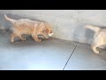 Golden Retriever dogs for sale: Bruno - Video 1