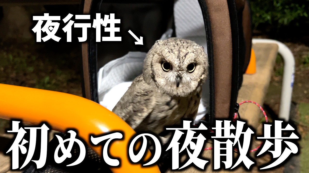夜行性のフクロウを初めて夜散歩に連れていってみた結果…