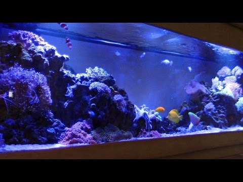 BEAUTIFUL REEF TANK NO PROTEIN SKIMMER!! MIRACLE MUD KEVIN'S SALTWATER AQUARIUM CORAL REEF