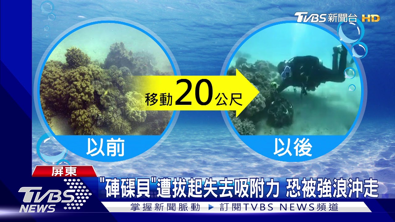 回來了!墾丁「硨磲貝」失而復得 疑人為盜採