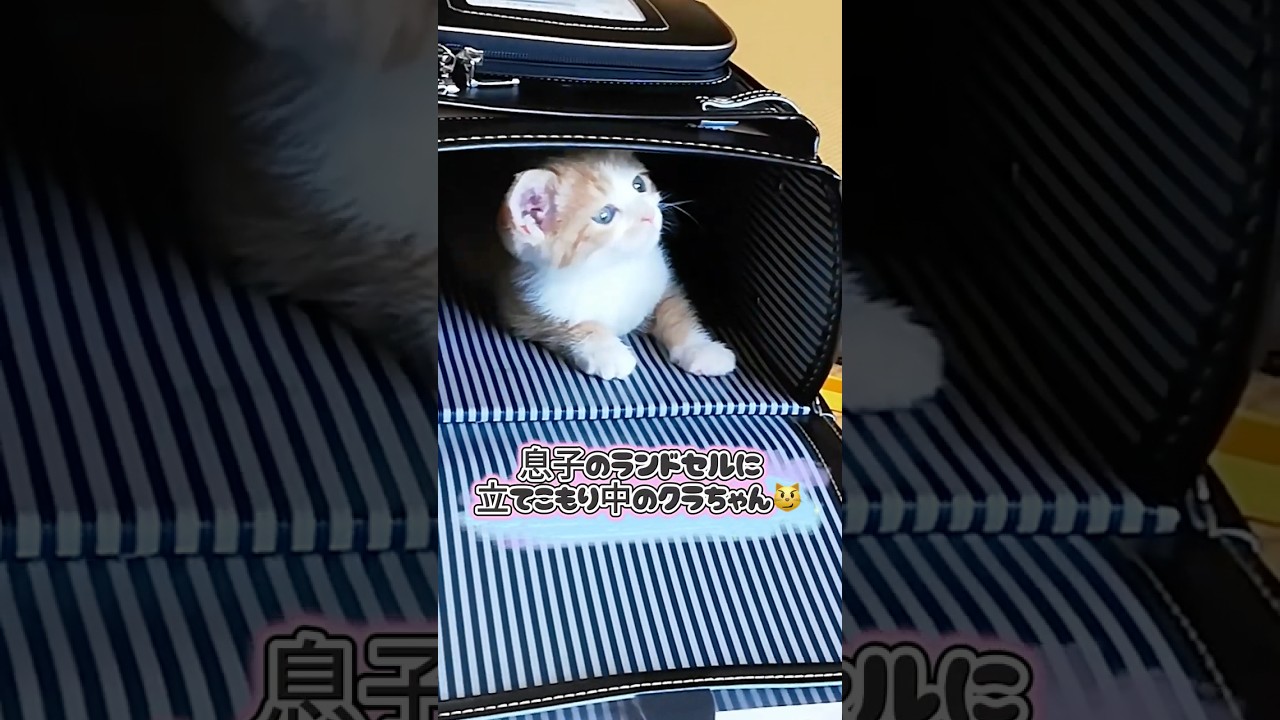 【緊急】息子を学校に行かせたくない子猫がランドセルに立てこもりましたw #保護猫 #shorts  #ねこ #子ネコ #保護子猫 #猫のいる暮らし #猫家族 #兄弟猫 #cat