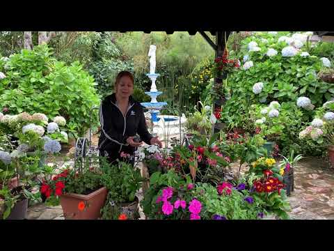 Las Armonias - Luz Marina Bustos