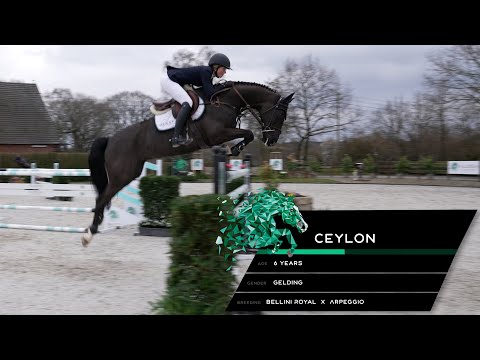 Ceylon (Bellini Royal x Arpeggio)