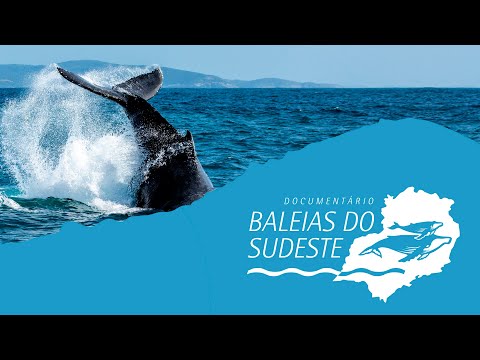 Documentário: Expedição Baleias do Sudeste 🐋🌊🎥