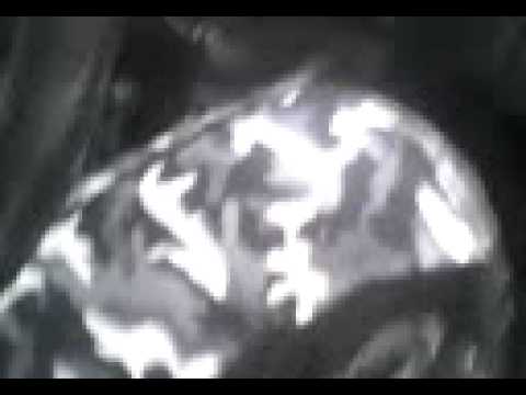 siedmiu wspaniałych