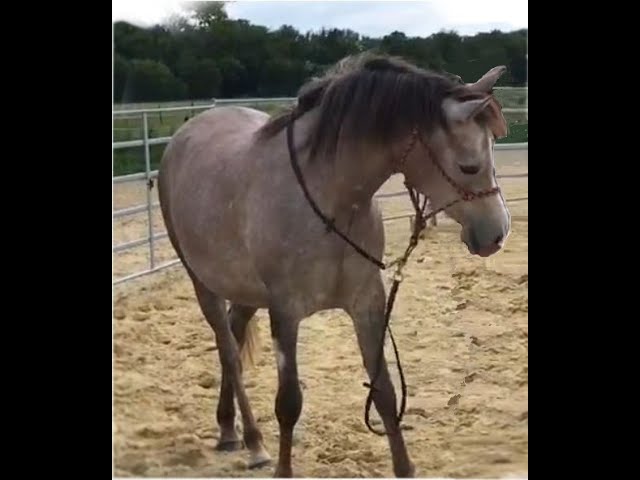 poulain m&acirc;le arabe n&eacute; 05-2025- LOA "Adopte et Grandis"