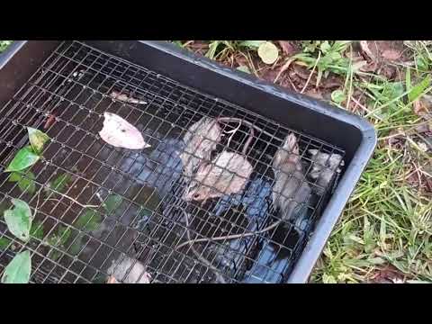 Best Way To Save Your Garden From Chipmunks; Catch and release.