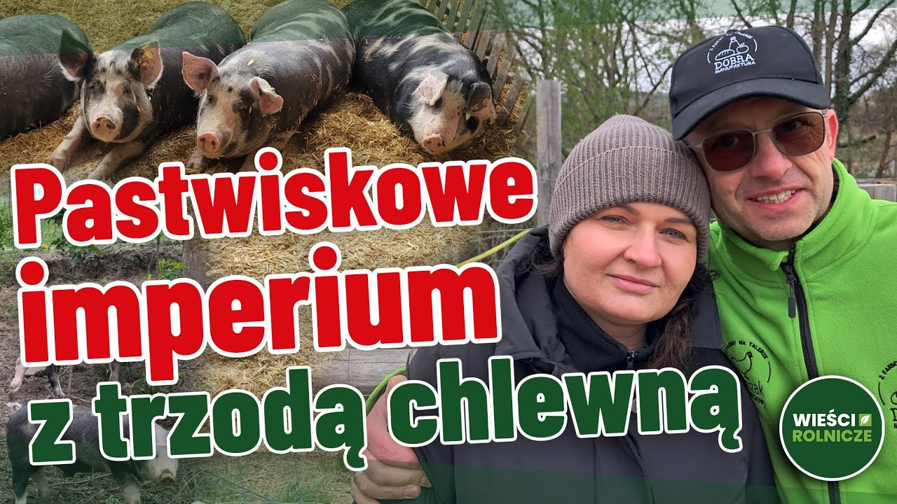 Żerują w starym sadzie, piją ze źródła. Trzoda, bydło i drób na pastwiskach w Nowolesiu.