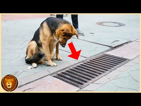 The 10 most intelligent animals in the world