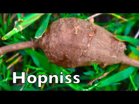 , title : 'How To Identify Groundnut/Hopniss (Apios Americana)'