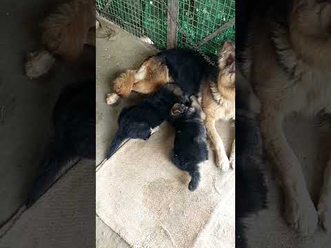 dogs attitude #viral #youtubeshorts #shortsfeed #shortsfeed #dog #dogattitude 8127557181contact