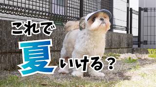 【激安】うちの犬たちに夏対策させたらこうなったｗ
