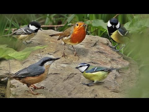 Bird Sounds in The Spring Garden - Birds Singing and Chirping on A Beautiful Morning