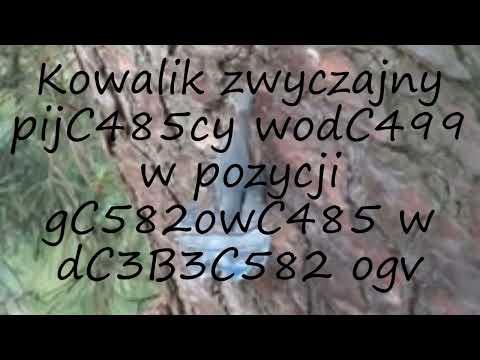 How to pronounce Kowalik zwyczajny pijC485cy wodC499 w pozycji gC582owC485 w dC3B3C582 ogv in Polish