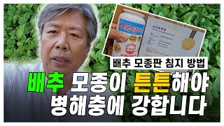 배추 모종 심기전에 배추 모종판 침지 처리 하세요. 알려드립니다.