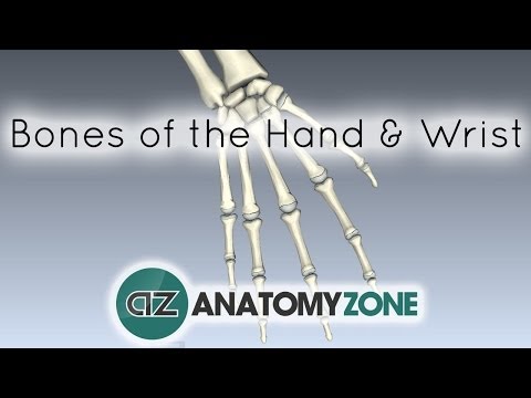 Bones of the Hand and Wrist - Anatomy Tutorial