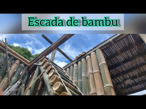 Bio-construção de uma escada de  bambu gigante!