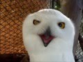 Snowy Owl 