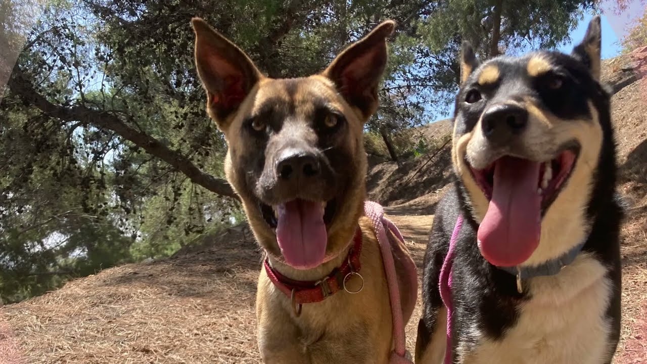 Enlarge BOSCO, a ADOPTABLE mixed breed in Pasadena, CA video 5/5