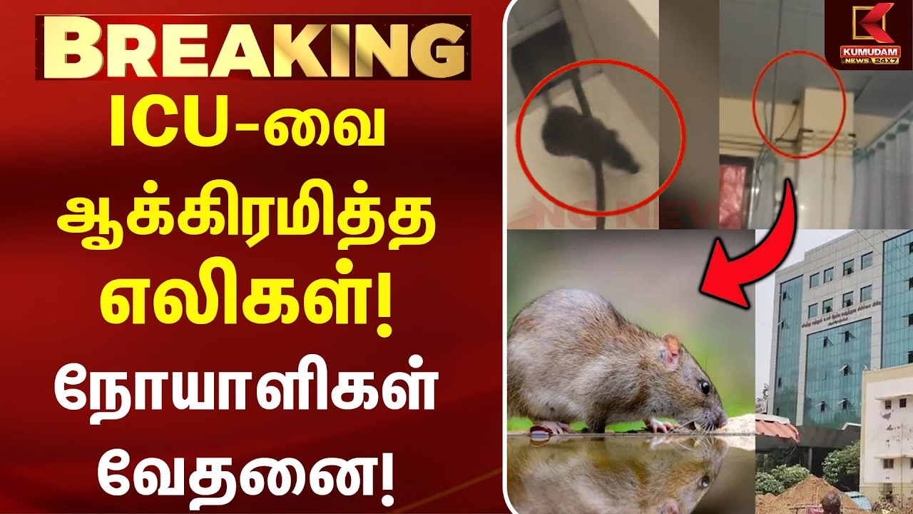 திருச்சி அரசு மருத்துவமனை ICU-வில் எலிகள் தொல்லை... நோயாளிகள் அச்சம்! | Kumudam News