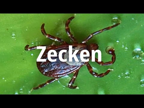 Zecken - Was tun? Sprechstunde: Zeckenstich