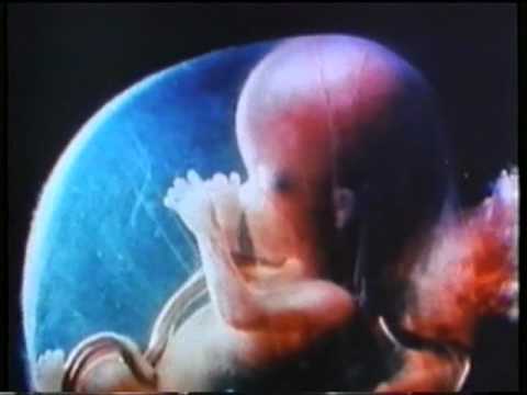 The Wonder of God's Creation