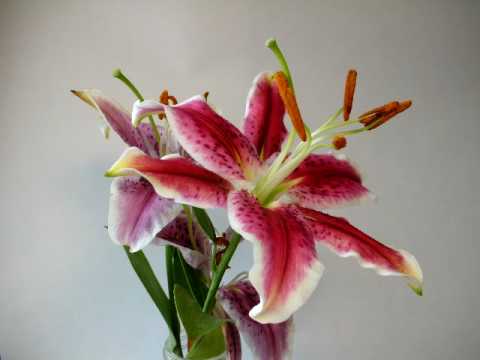 Pink Lily Blooms, Time-Lapse Animation