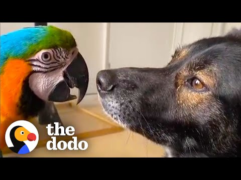 This Dog & Parrot Have Formed the Most Unusual Friendship