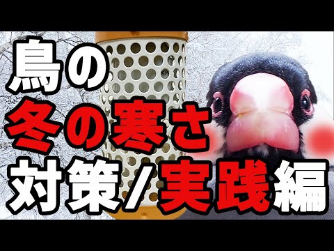冬に鳥に餌を与えるにはどうすればよいですか？羽毛をより良くケアするために避けるべき間違い  庭園