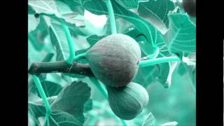 Martires del compas - colores.