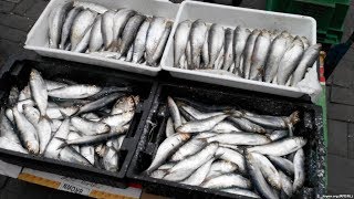 Описание рыболовства в черном и азовском морях 1871