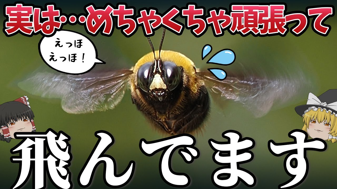 可愛すぎるクマバチさん、実は根性で飛んでると判明