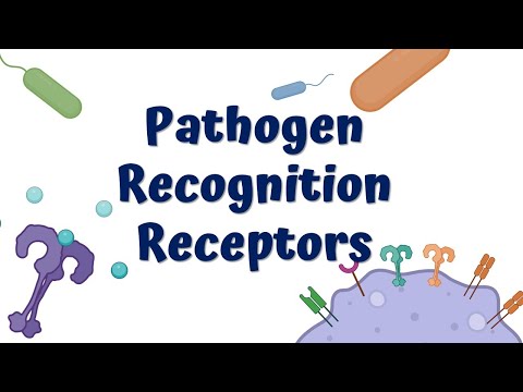 Pathogen Recognition Receptors & Innate immune Response || Toll-like Receptors