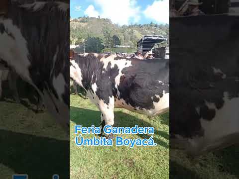 Feria Ganadera Úmbita Boyacá.
