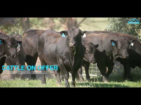 Hicks Beef 2021 Sale Preview