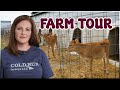 Modern High Tech Jersey Cow Dairy Cattle Farm Farm Tour Cow Farming