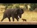 Baby Buffalo Shows Elephant Who's Boss