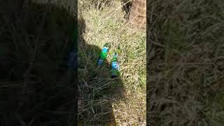 ariano-a-chi-spetta-eliminare-questo-degrado-a-cardito