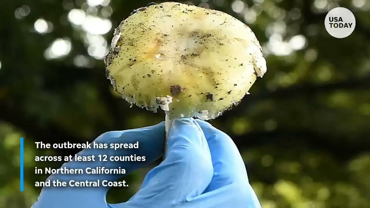 Deadly mushroom poisonings mark largest known outbreak in California
