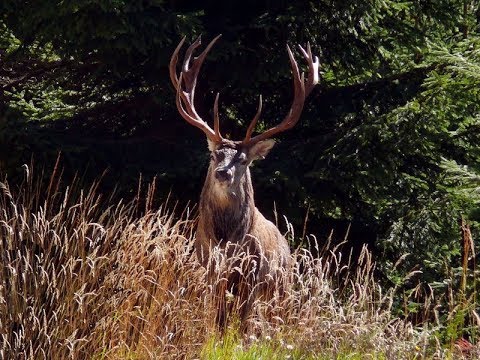 Hirschlosn im Nationalpark Kalkalpen - geführte Tour