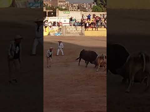 Negro verraco VS Rocky la joya 🏆negro verraco#toros #arequipa #españa #automobile