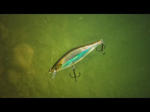 Rapala Shadow Rap Shad Underwater Video