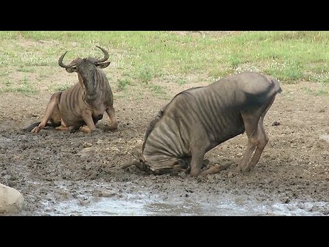 Wildebeest bull loves rubbing his face in the mud