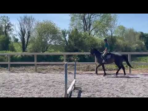 ‼️Sligo Candy Boy Mare‼️ - Image 2