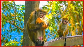 Monkey Eating King Coconut
