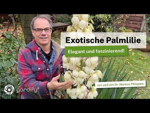 Yucca blossom 20241106