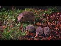 Adventures of a hedgehog family